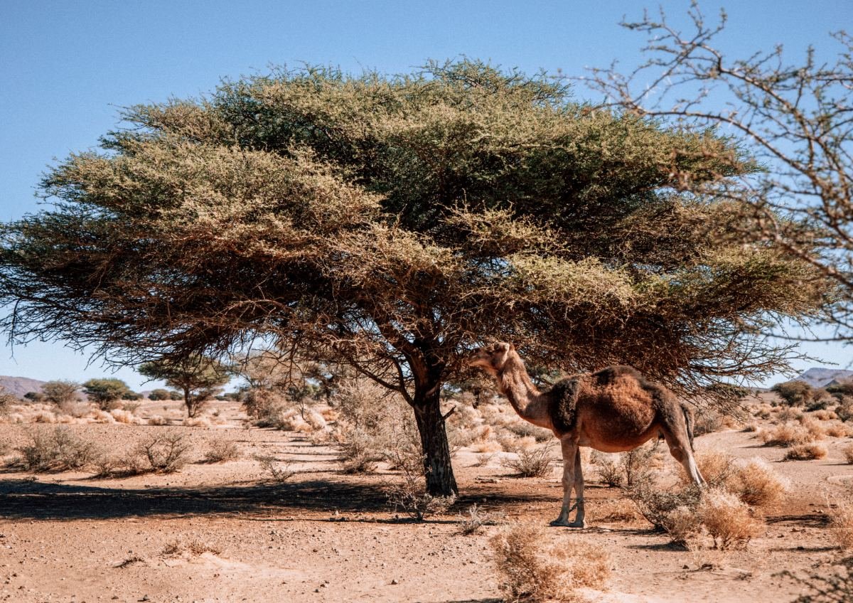 Morocco green tourism highlighting Morocco's best destinations and travel experiences