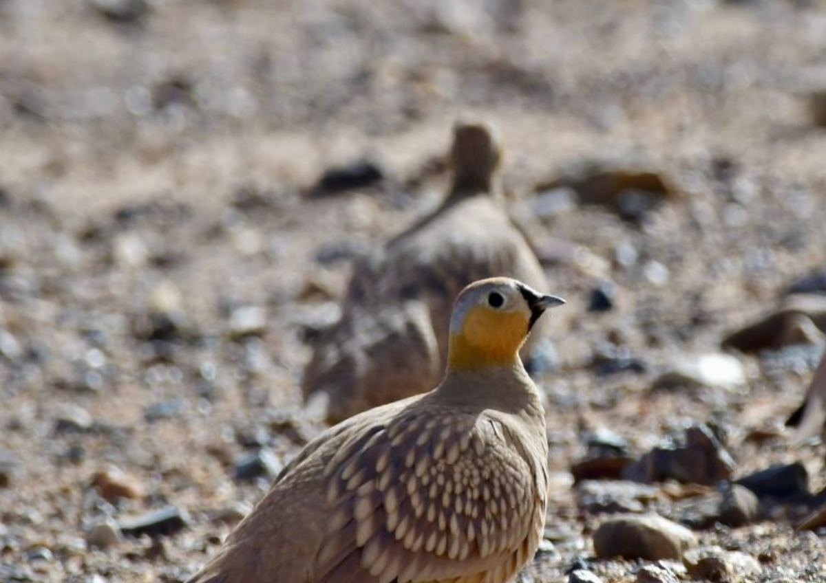 Morocco luxury desert tours with Berber guides and authentic desert camp dinners