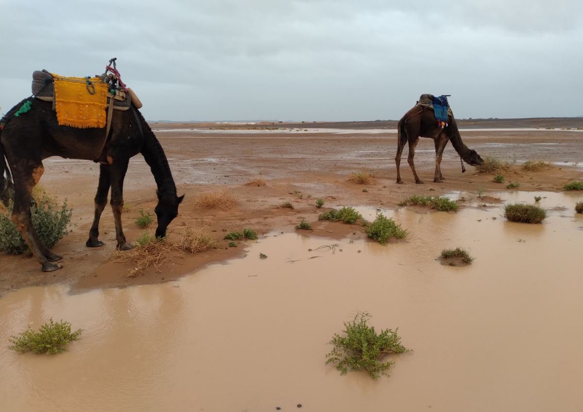 Sahara sunrise experience morocco with camel trekking and an overnight desert camp